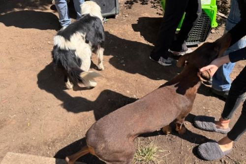 Termina la pesadilla de maltrato animal para tres perritos en Toluca